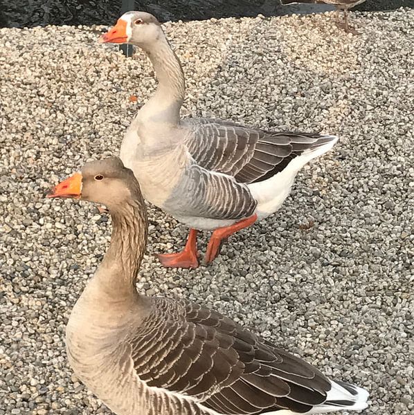 Love birds  by Abu Sufian