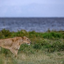 Lioness hunting for prey by Chi