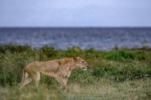 Löwin auf der Jagd nach Beute