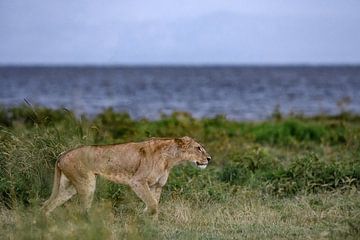 Löwin auf der Jagd nach Beute