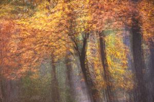 Herfstbos colorfull