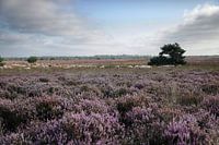 grazende schaapkudden in heide