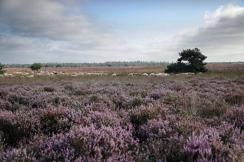 grazende schaapkudden in heide