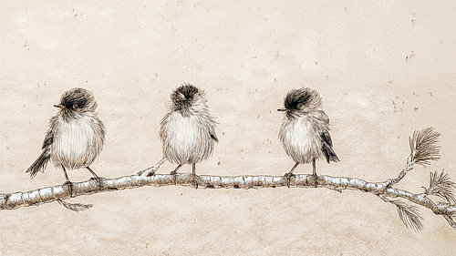 Drei lustige kleine Vögel auf einem Zweig eines Larix-Baumes von Studio Pieternel