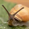 Garden snail looks at you. by Tanja van Beuningen