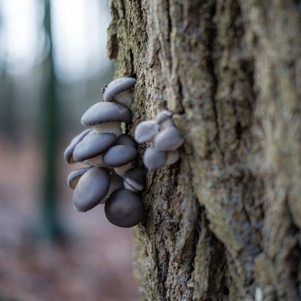 Grijze paddestoelen par Jack Vermeulen