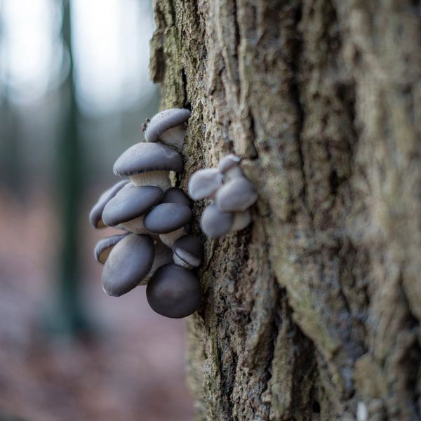 Grijze paddestoelen van Jack Vermeulen