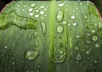 Groene planten en bladeren met verse regendruppels erop van MPfoto71