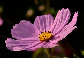 Cosmea Cosmos von Leo Langen