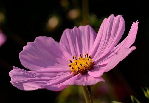 Cosmea Cosmos