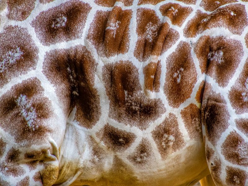 Giraffe Rectangle by Truckpowerr