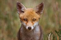 Portret van een jonge vos in de Nederlandse natuur in een lichte setting van Maarten Oerlemans thumbnail