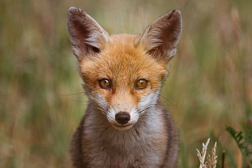 Portrait of a young fox in Dutch nature in a light setting