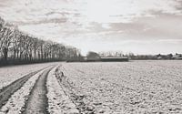 Snowy landscape