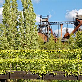 Grüner Landschaftspark Duisburg-Nord (7-47443) von Franz Walter