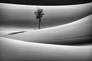 Sahara-Wüste. Sanddüne. Einsamer Baum.