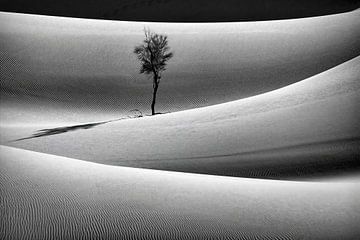 Sahara-Wüste. Sanddüne. Einsamer Baum.