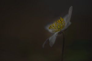 Dark and Moody anemone