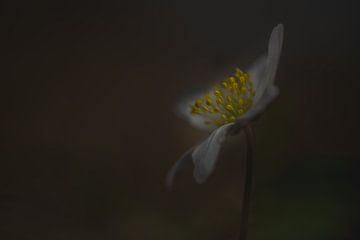 Dark and Moody anemone van John van de Gazelle