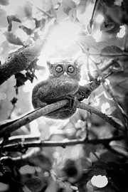 Tarsier by Hugo Westendorp