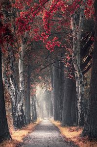 Pfad durch den malerischen Herbstwald von Rob Visser