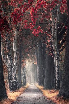 Paadje door schilderachtig herfst bos