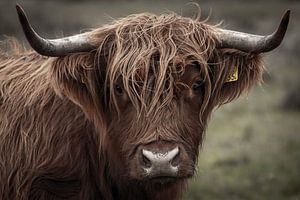 Schottischer Highlander Kopf Nahaufnahme Porträt von KB Design & Photography (Karen Brouwer)
