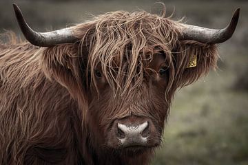 Schotse hooglander kop close up portret van KB Design & Photography (Karen Brouwer)