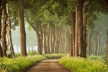 Een Zachte Lente van Lars van de Goor