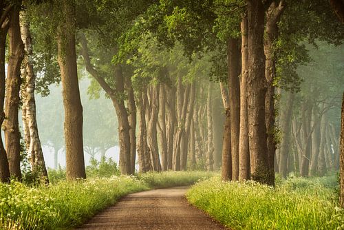 A Soft Spring by Lars van de Goor