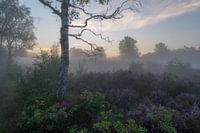 Een mooie berk tussen de paarse heide velden