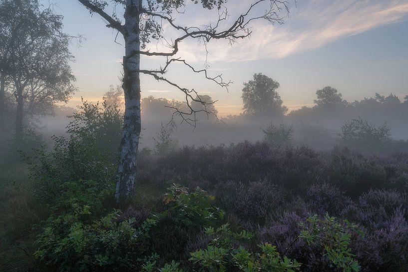 A beautiful birch between the purple heather fields by justus oostrum