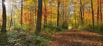 Herbstwald von Dieter Beselt