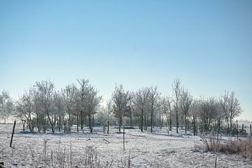 Winter landscape. Frost and snow by Martin Köbsch