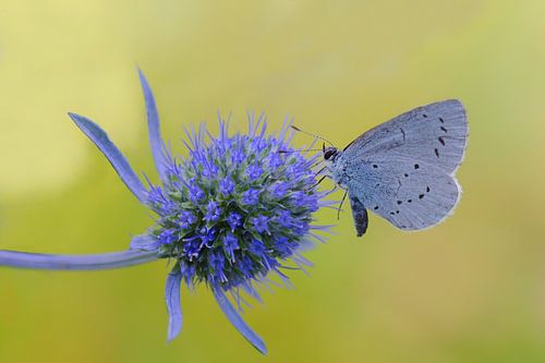 Merle bleu arboricole sur chardon bleu