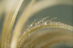 Zarte Zerbrechlichkeit: Ruhende Tropfen