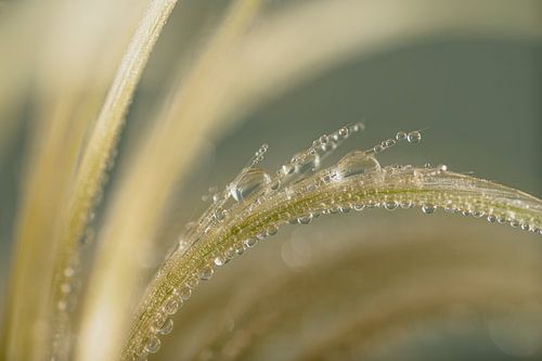 Tendresse fragile : Gouttes au repos sur Marjolijn van den Berg