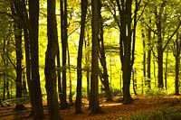 Zon door de bomen