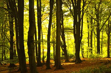 Trees in a sunny forest by Sharon Jansen