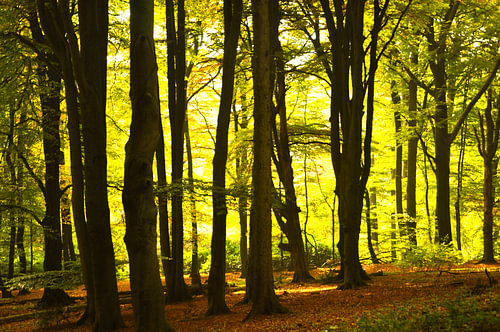 Trees in a sunny forest