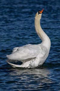 Schwan