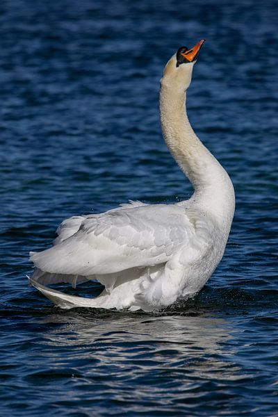 Swan by Andreas Müller