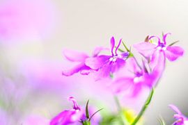 Bloemenpracht by Joke Beers-Blom