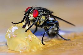 Sabbelende vlieg sur Peter Relyveld