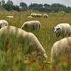 Schafe von Texel von Michael de Boer