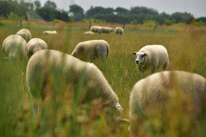 Sheep of Texel by Michael de Boer