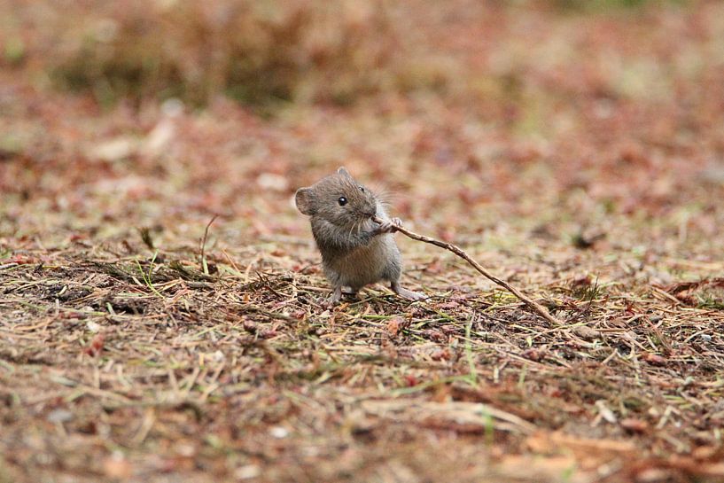 Muzikale muis by Anita Kortus