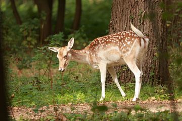 Fallow deer in the Manteling by Wendy Hilberath