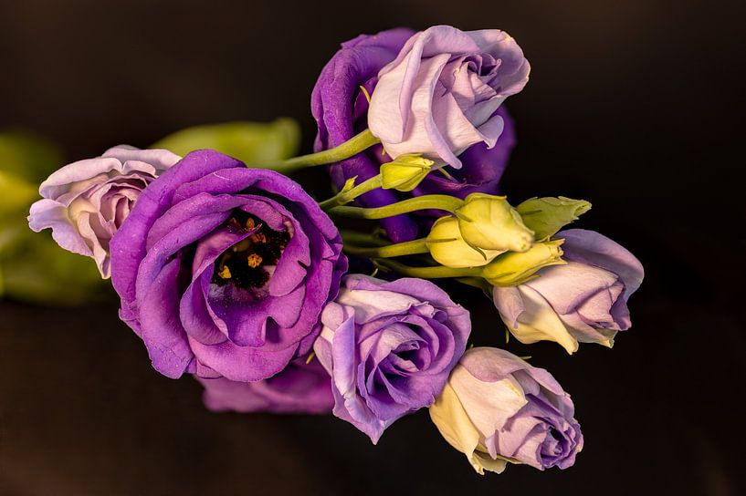 Lila Blumen von Adelheid Smitt