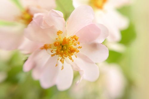 Roosje von Margo Biewinga